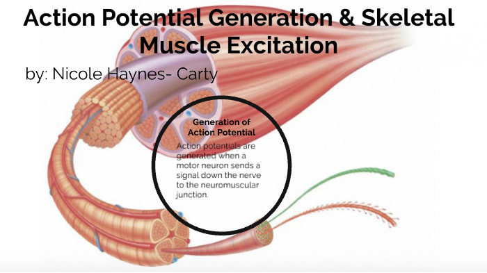 AEP Skeletal Muscle Contraction and APs by Nicole Haynes- Carty on Prezi