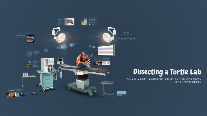 Dissecting a Turtle Lab by TaMaurion Boyko on Prezi