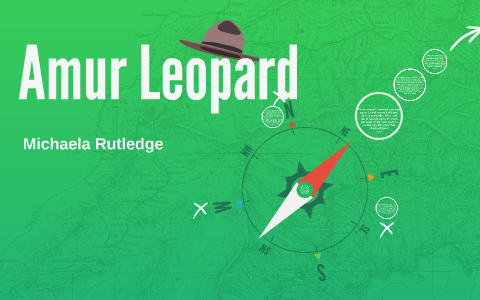 Amur Leopard by Michaela Rutledge on Prezi
