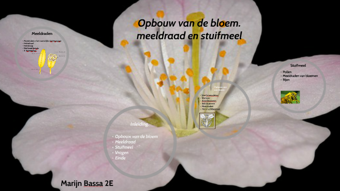 Opbouw van de bloem meeldraad en stuifmeel. by Marijn Bassa on Prezi