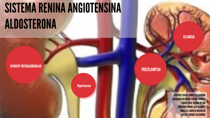 sistema Renina angiotensina aldosterona by Alex Hurtado on Prezi