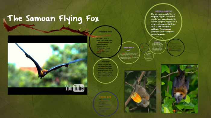 samoa-flying-fox-naturerules1-wiki-fandom