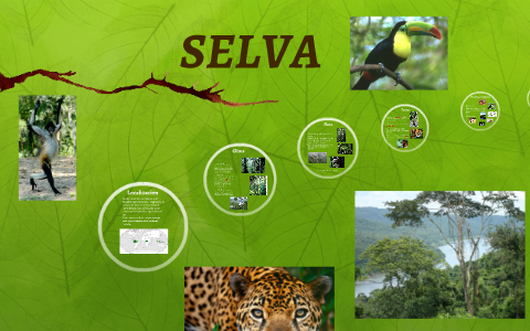 SELVA by Victor Hugo Diaz Martinez on Prezi