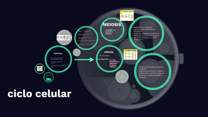 ciclo celular by QiiKee Sanchez on Prezi