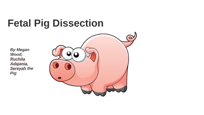 dissect pig