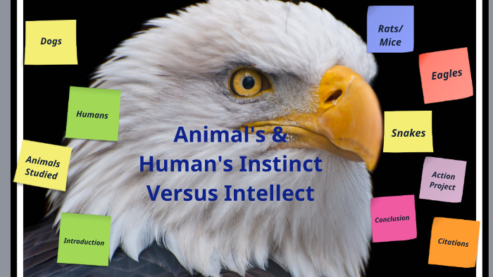 Animals & Humans Instinct versus Intelligence by Alan Flores on Prezi