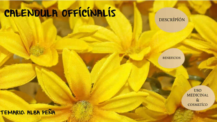calendula officinalis by Alba Hernandez