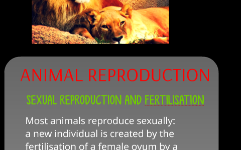 ANIMAL REPRODUCTION by