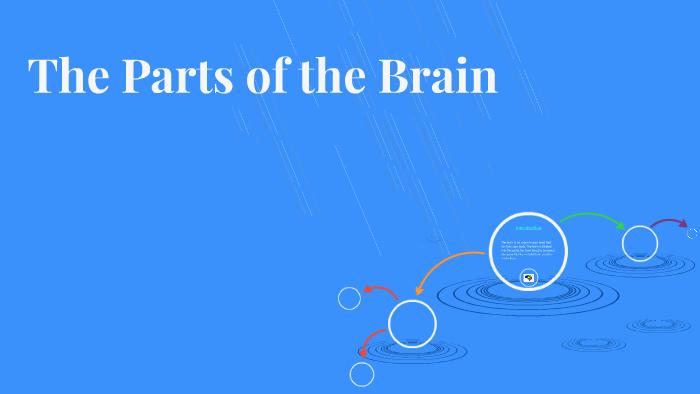 The Parts of the Brain by Will Edwards on Prezi