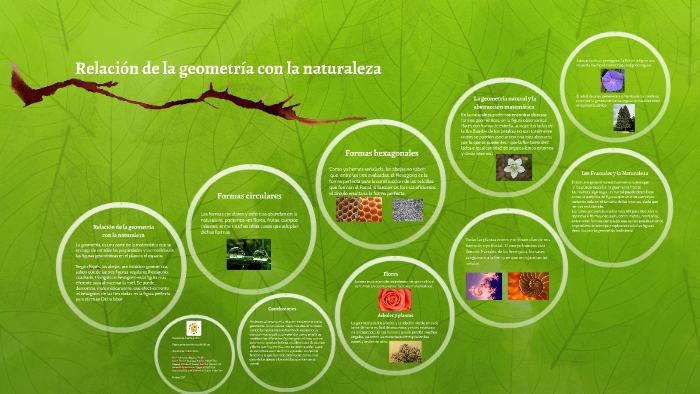 Formas Geométricas En La Naturaleza Para Niños