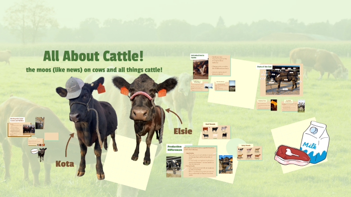 All About Cattle by Chloe Margeson on Prezi