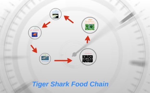 Tiger Shark Food Chain by Student 2B on Prezi