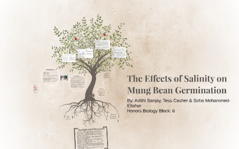 Mung Bean Germination Lab By Adithi Sanjay