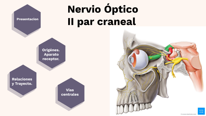 NERVIO OPTICO N.II by Gabriela Romero on Prezi
