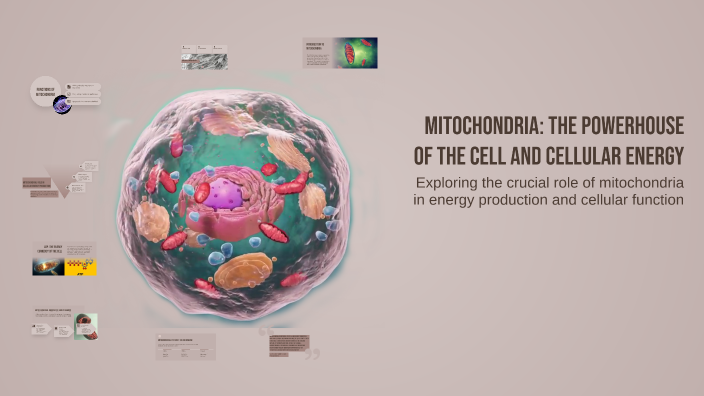 Mitochondria: The Powerhouse of the Cell and Cellular Energy by doha ...