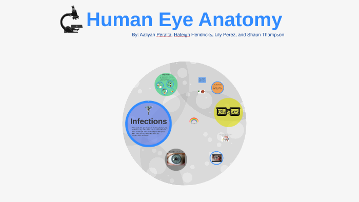 Human Eye Anatomy by Aaliyah Peralta on Prezi