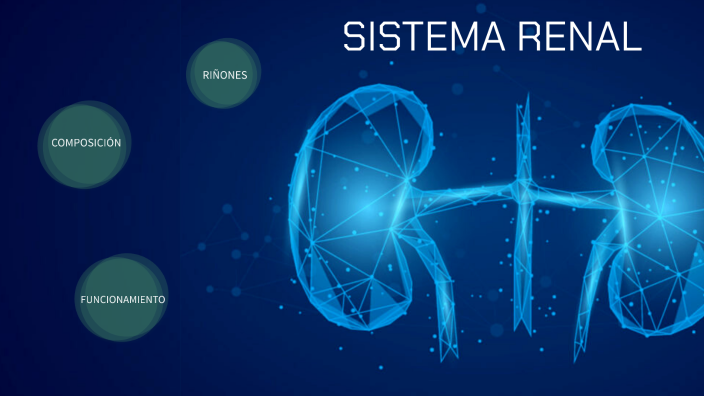 Práctica de laboratorio 7: Sistema Renal by Gimena Ramos on Prezi