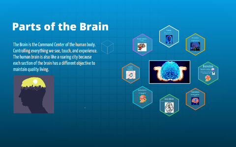 Parts of the Brain by Jack Lofgren on Prezi