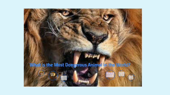 what-is-the-most-deadly-animal-in-the-world-by-vyon-rogers-on-prezi