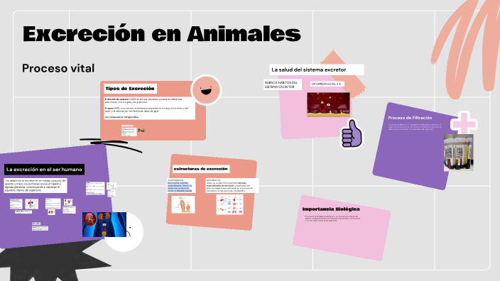 Excreción en Animales by Wilfredo Gallardo Contreras on Prezi