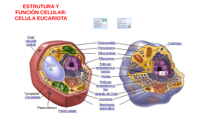 CELULA EUCARIOTA by Blanca Patiño on Prezi