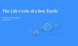 The Life Cycle Of A Box Turtle By Fourth Grade