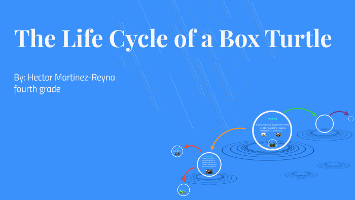 the-life-cycle-of-a-box-turtle-by-fourth-grade