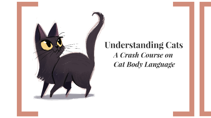 Understanding Cats by Jocelyn Taylor on Prezi