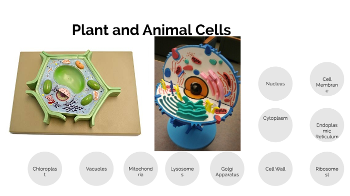 Plant and Animal Cells by Micah Brimer on Prezi
