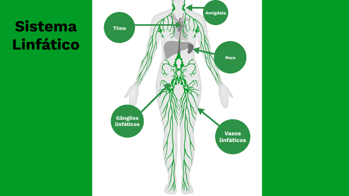 Sistema Linfático By Marta Ribeiro On Prezi