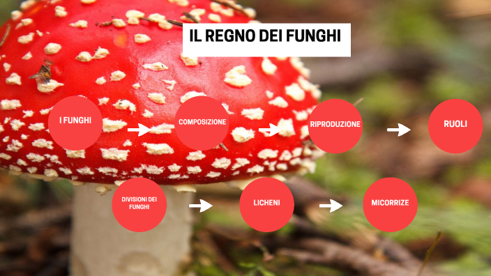 Il Regno Dei Funghi By Beatrice Guidi On Prezi