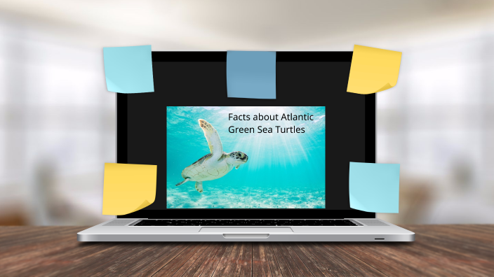 Atlantic Green Sea Turtles by Juliyah Solomon on Prezi