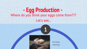 Egg Production Infographic - PBM - Faulkner by Jenna Faulkner on Prezi ...