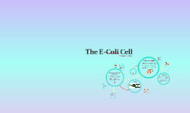 E Coli Cell By Giavanna Am