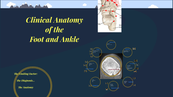 Clinical Anatomy of the Foot and Ankle by Noah Chinitz