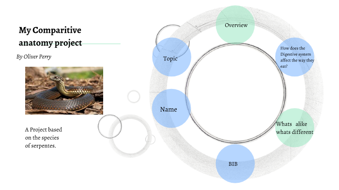 Animal Anatomy Project by Oliver Perry on Prezi