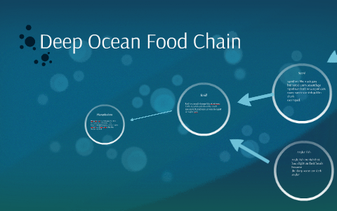 deep sea food chain