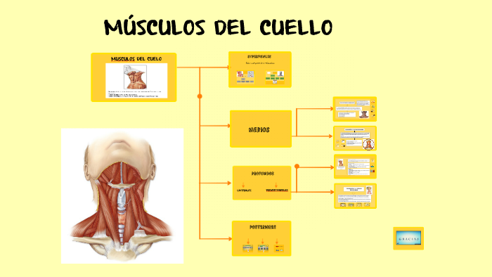 Músculos del cuello by Lina Peñaloza on Prezi