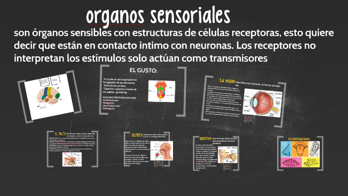Organos Sensoriales By Angelica Gonzalez Huertaz 1383