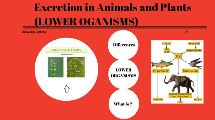 Excretion in Animals and Plants by Gabriel Barbosa on Prezi Next