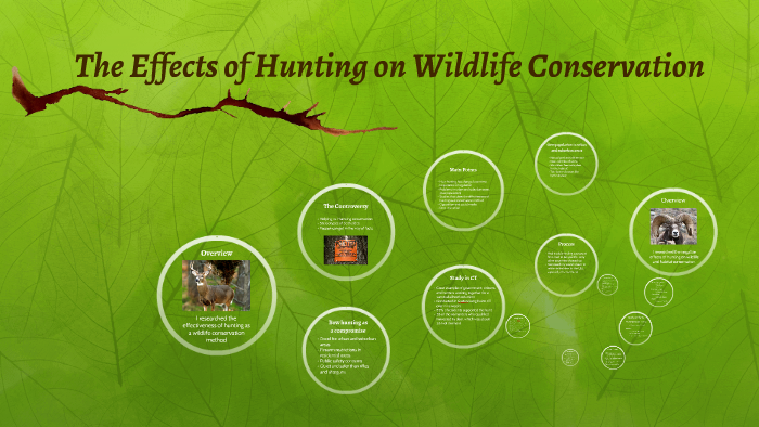 The Effects of Hunting on Wildlife Conservation by Courtney Garrett on ...