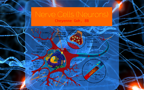 Nerve Cells by Cheyenne Goh