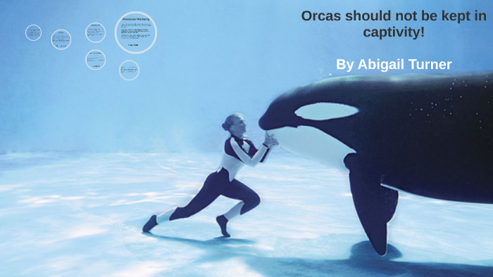 orcas-should-not-be-kept-in-captivity-by-abbi-turner