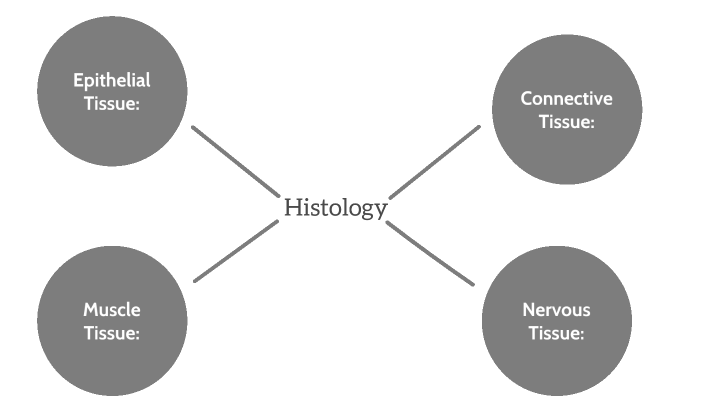 Histology (Tissue) project by Nyasia Hines on Prezi