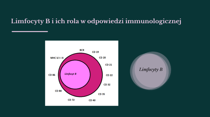 Limfocyty B I Ich Rola W Odpowiedzi Immunologicznej By Justyna Rączka ...