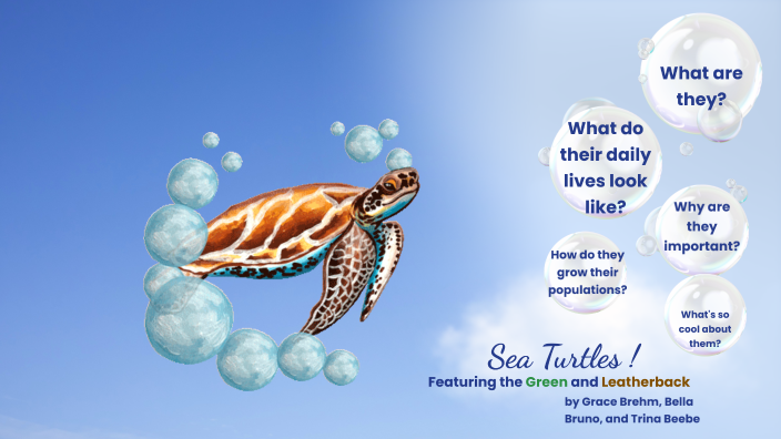 Sea Turtles by Isabella Bruno (Student HBHS) on Prezi