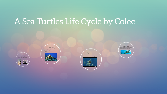 A Sea Turtles Life Cycle by Colee by Ashleigh Swanson on Prezi