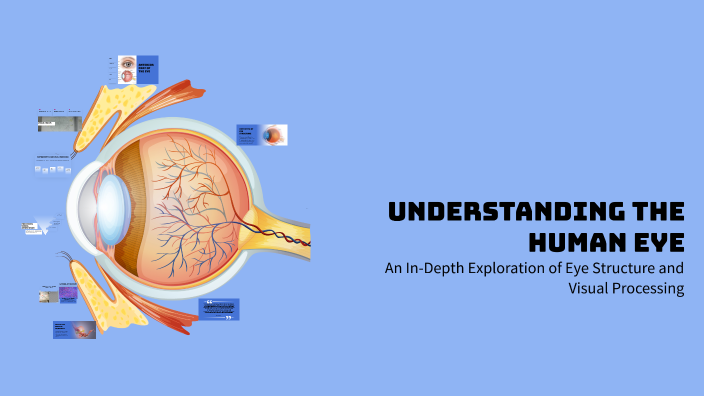 Understanding the Human Eye by Lana Bassem on Prezi
