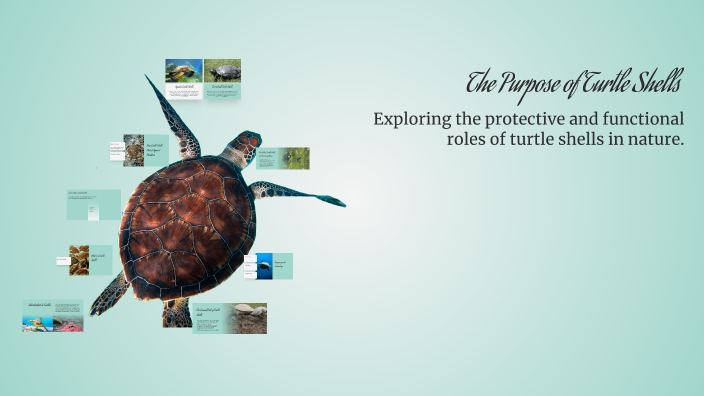 Turtle Shell Purpose The Purpose of Turtle Shells by Victoriah Berrios-Lopez on Prezi