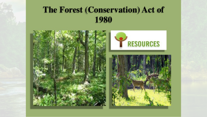 Explained: What Is A Forest And Why Is The Government Amending The ...